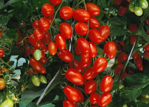 芙珊88番茄栽培要点